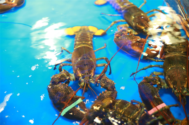 天然海水养殖海鲜