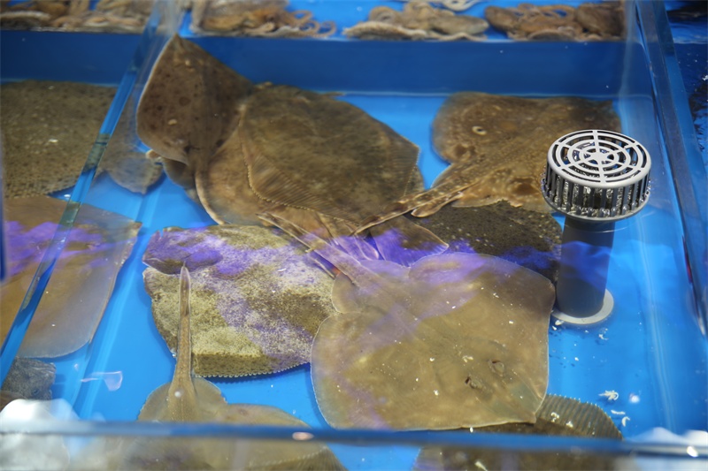 天然海水养殖海鲜