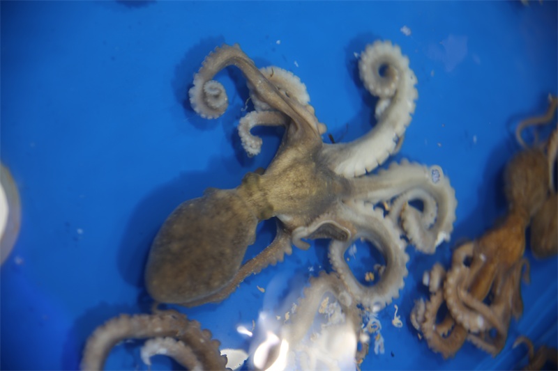 天然海水养殖海鲜